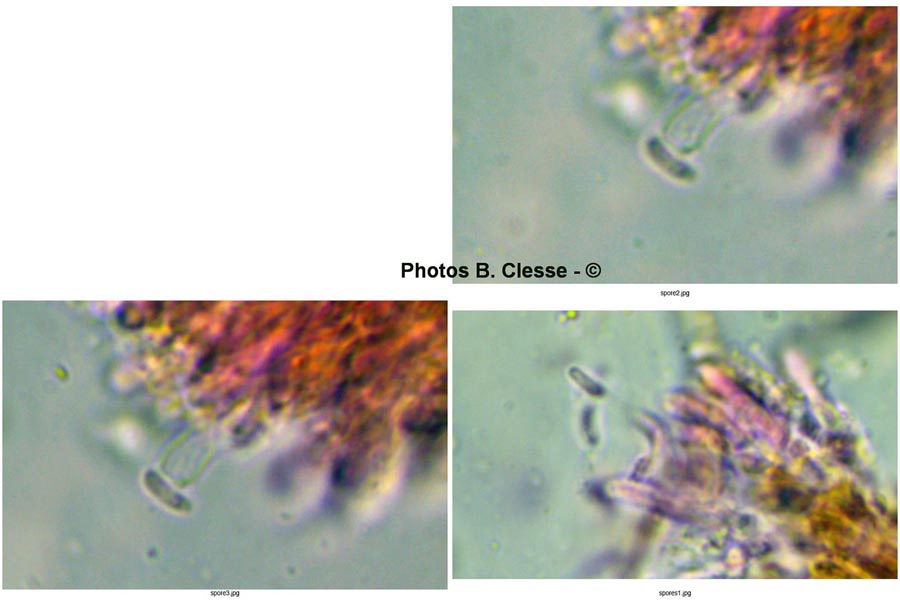 Hymenochaete tabacina (Pseudochaete tabacina)