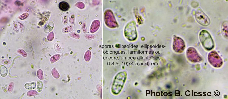 Hyphoderma argillaceum