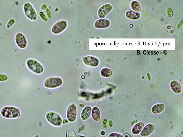 Hyphoderma obtusum