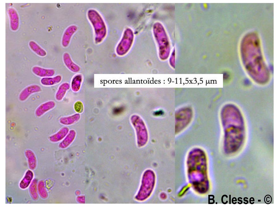 Peniophorella pallida (Hyphoderma pallidum)