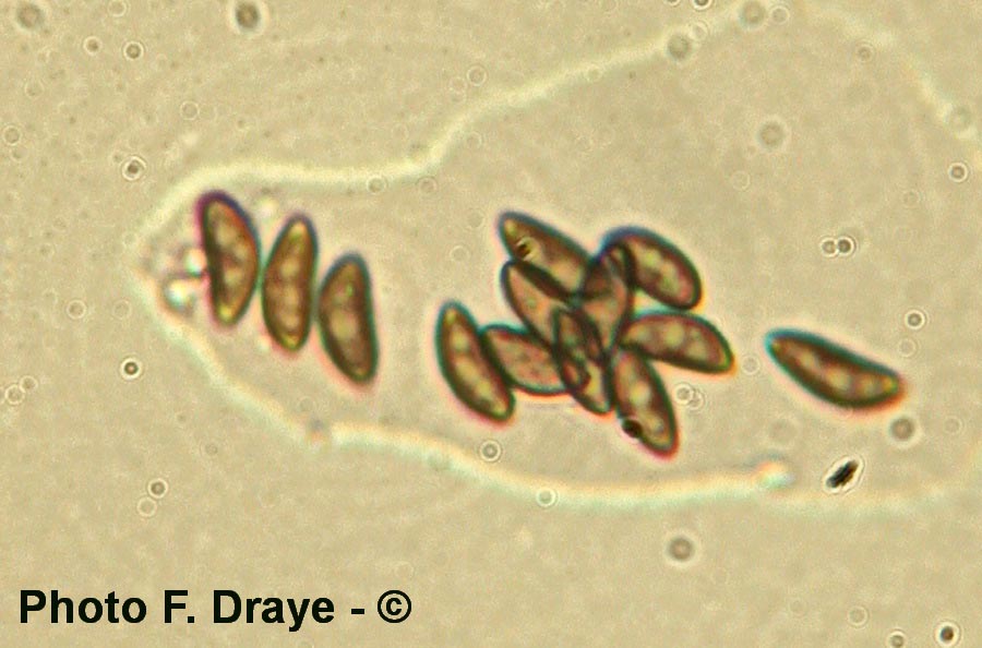 Hypholoma capnoides