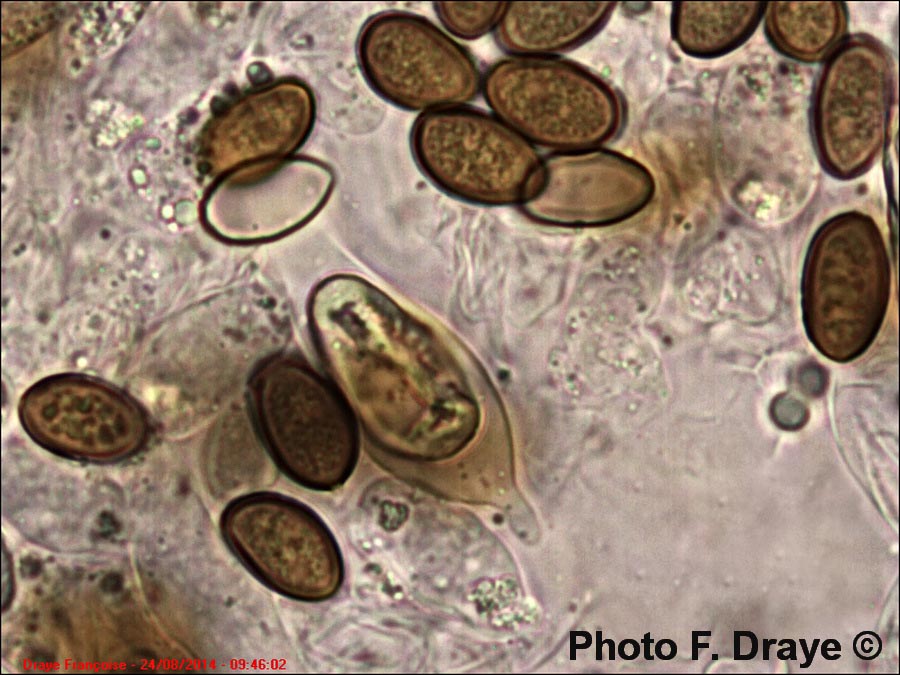 Hypholoma ericaeoides