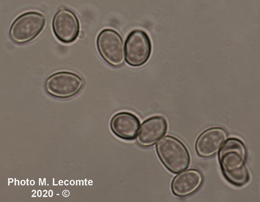 Hypholoma fasciculare