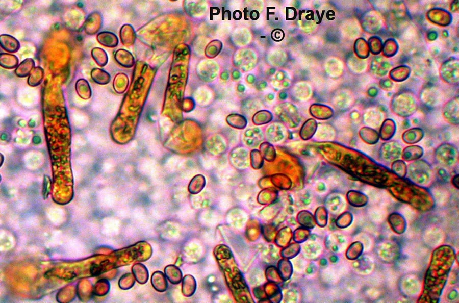 Hypholoma sublateritium