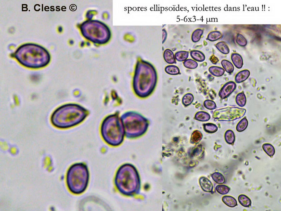 Hypochnella violacea