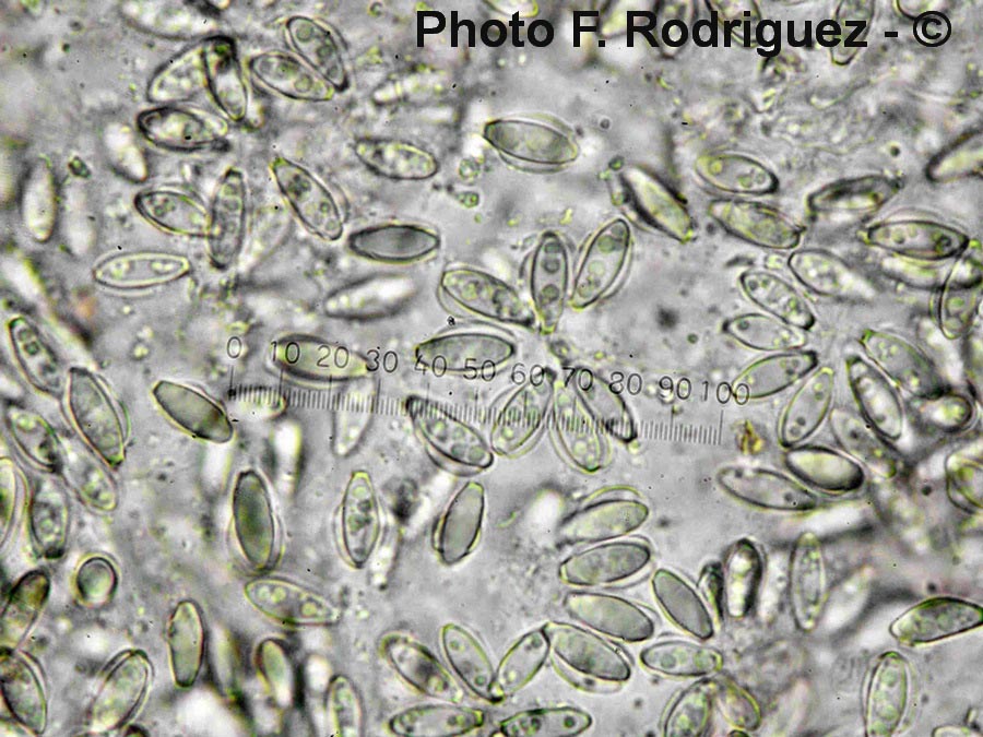 Hysterangium inflatum