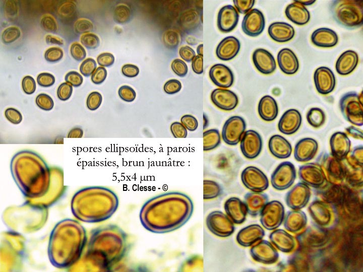 Inocutis rheades (Inonotus rheades)