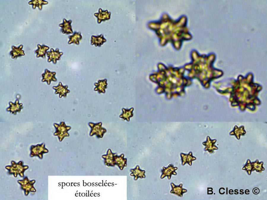 Inocybe asterospora