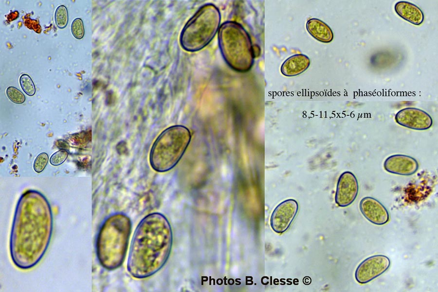 Inocybe calamistrata