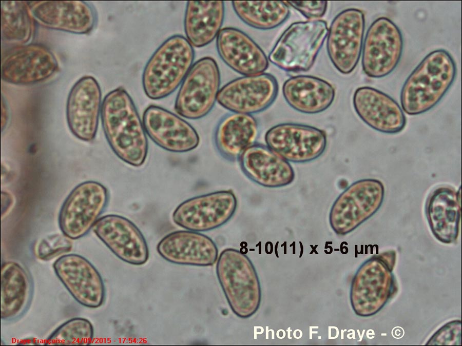 Inocybe flocculosa