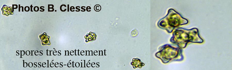 Inocybe napipes