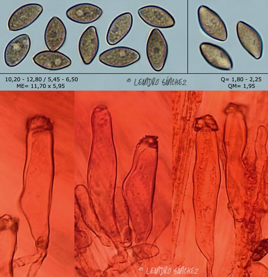 Inocybe nitidiuscula