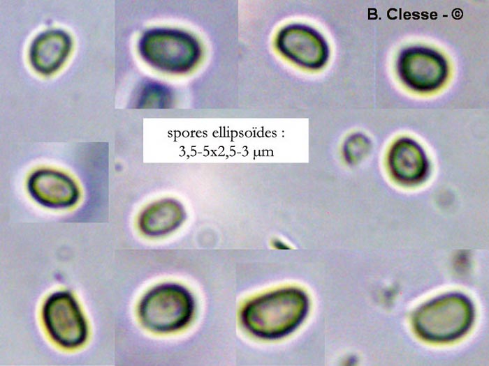 Inonotus radiatus (Xanthoporia radiata)