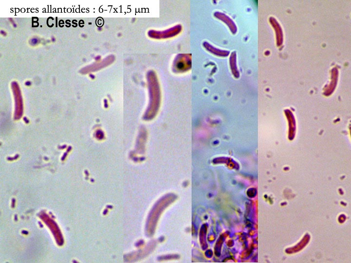 Kneiffiella subalutacea