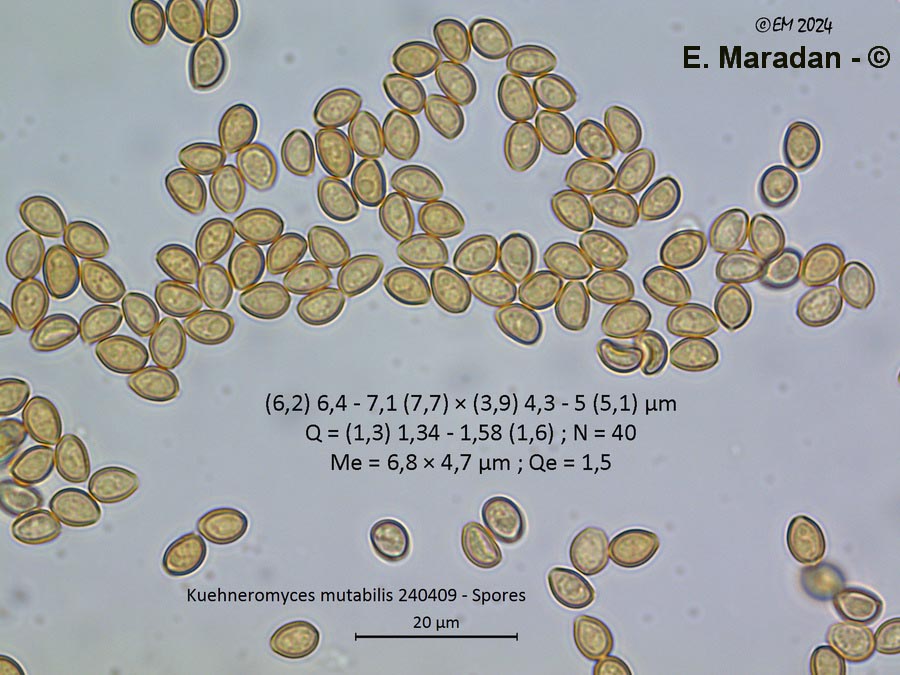 Kuehneromyces mutabilis