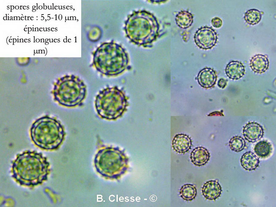 Laccaria affinis (Laccaria laccata)