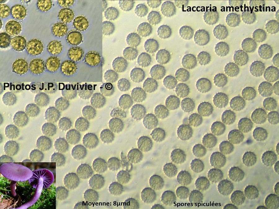 Laccaria amethystina