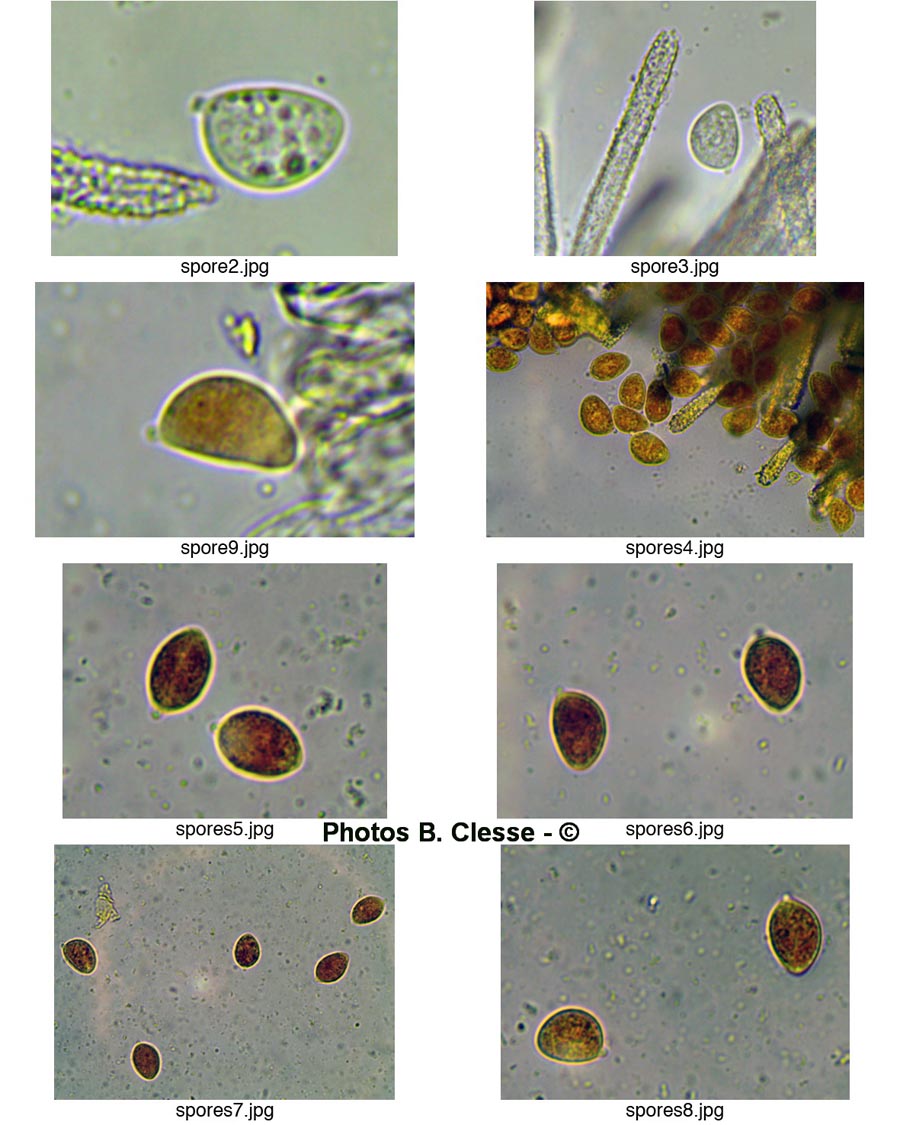 Lachnella alboviolascens