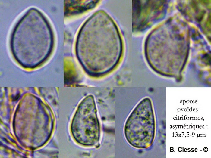 Lachnella villosa