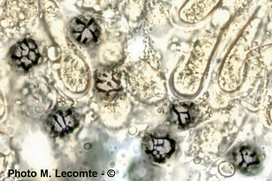 Lactarius romagnesii ss. Verbeken