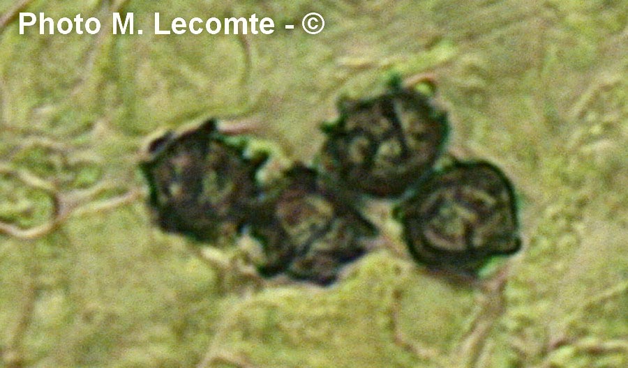 Lactarius romagnesii