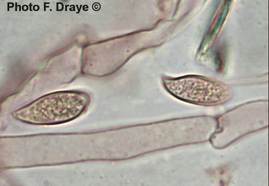 Lepiota ochraceosulfurescens