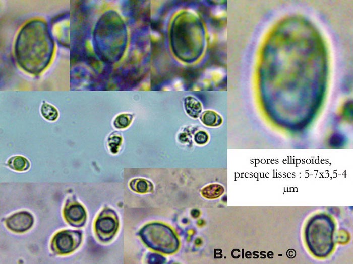 Lepista sordida var. aianthina