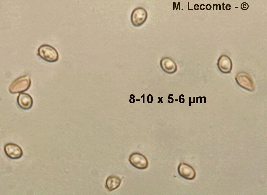 Leucoagaricus leucothites