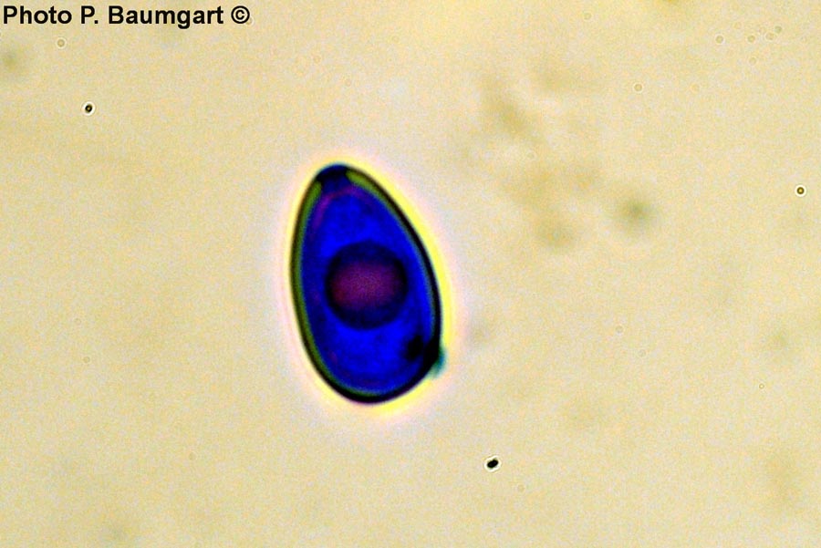 Leucoagaricus leucothites