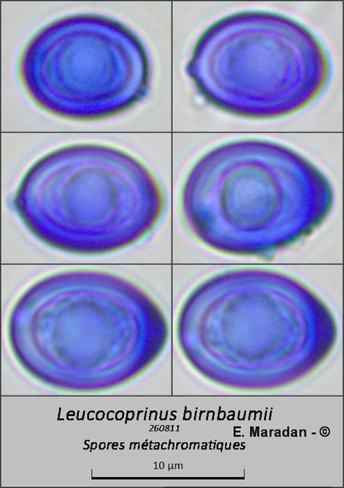 Leucocoprinus birnbaumii