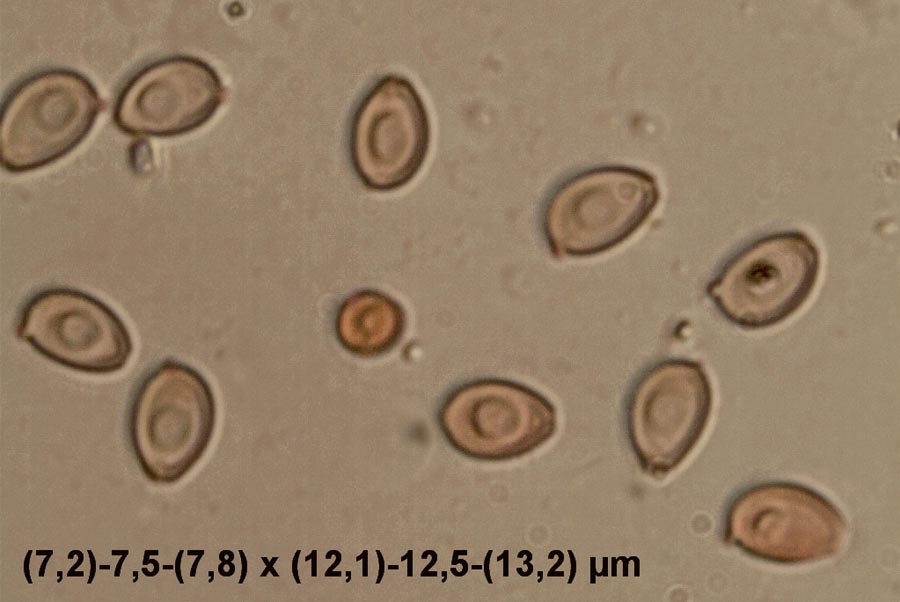 Leucocoprinus cepistipes f. macrosporus