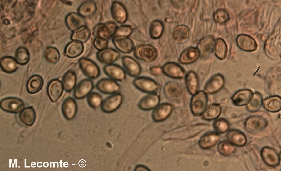 Leucocoprinus cepistipes f. macrosporus