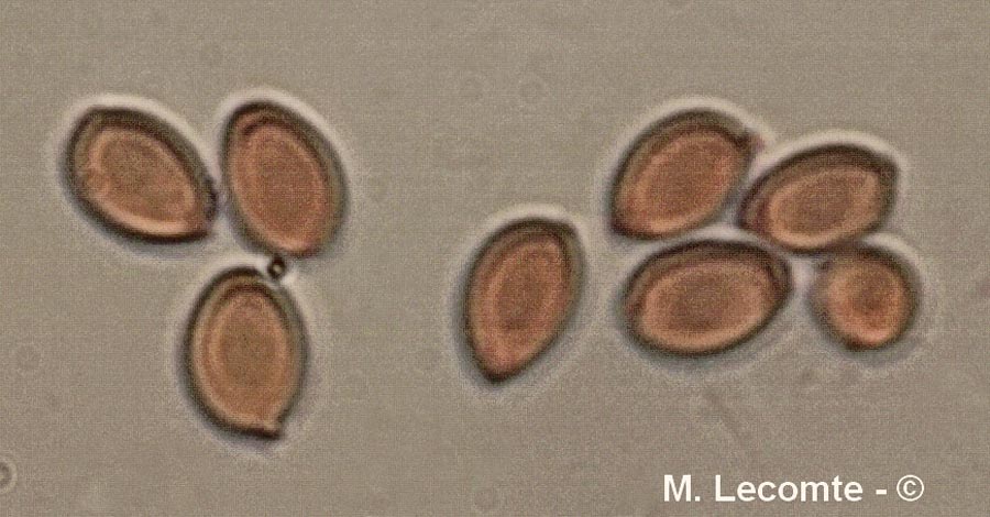 Leucocoprinus cepistipes f. macrosporus