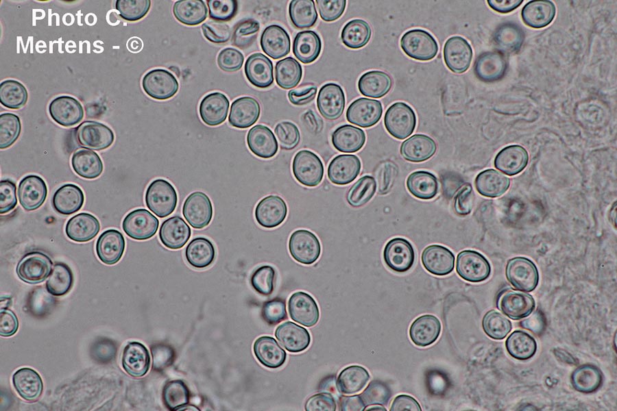 Leucocoprinus medioflavus