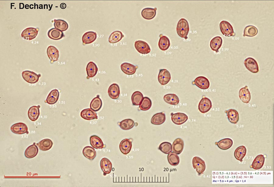 Limacella guttata