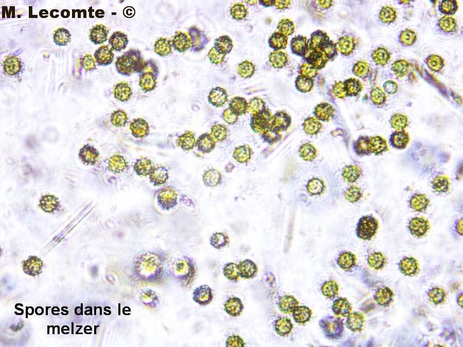 Litschauerella clematidis