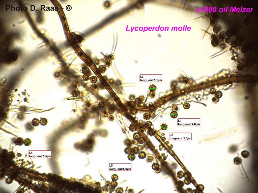 Lycoperdon molle