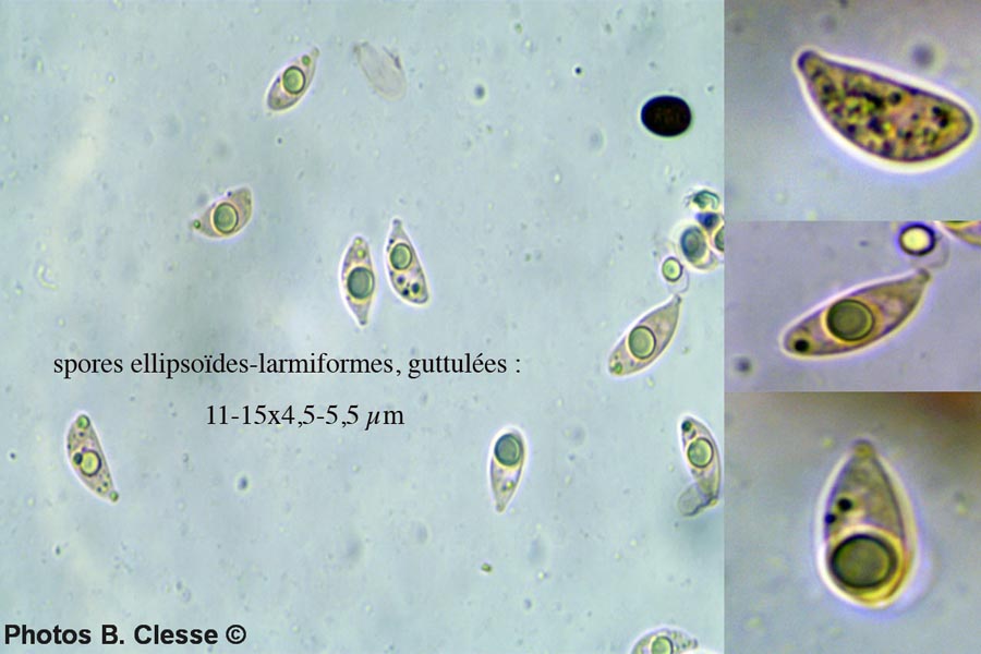 Marasmiellus tricolor 