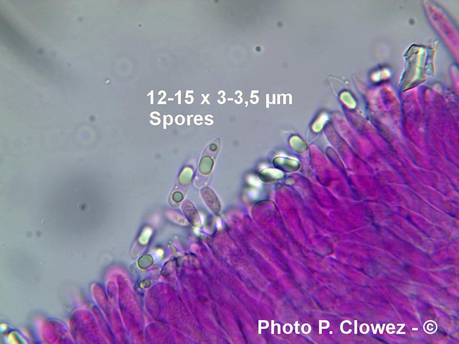 Marasmius epiphylloides