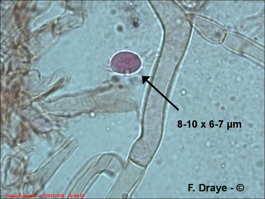 Melanoleuca decembris