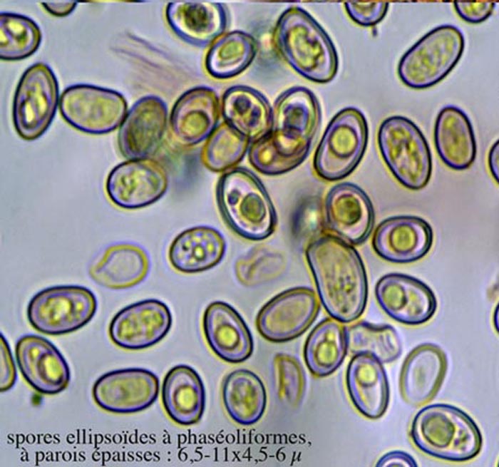 Meottomyces dissimulans (Phaeogalera dissimulans)