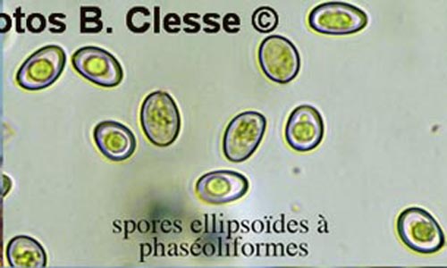 Meottomyces dissimulans (Phaeogalera dissimulans)