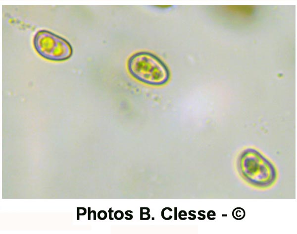 Meottomyces dissimulans (Phaeogalera dissimulans)