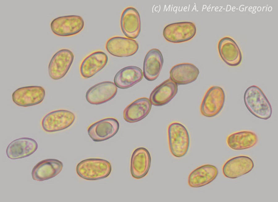 Meottomyces dissimulans (Phaeogalera dissimulans)