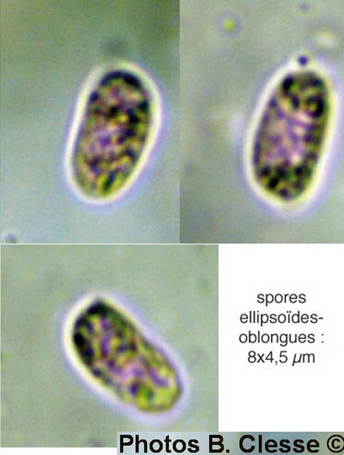 Merismodes anomala