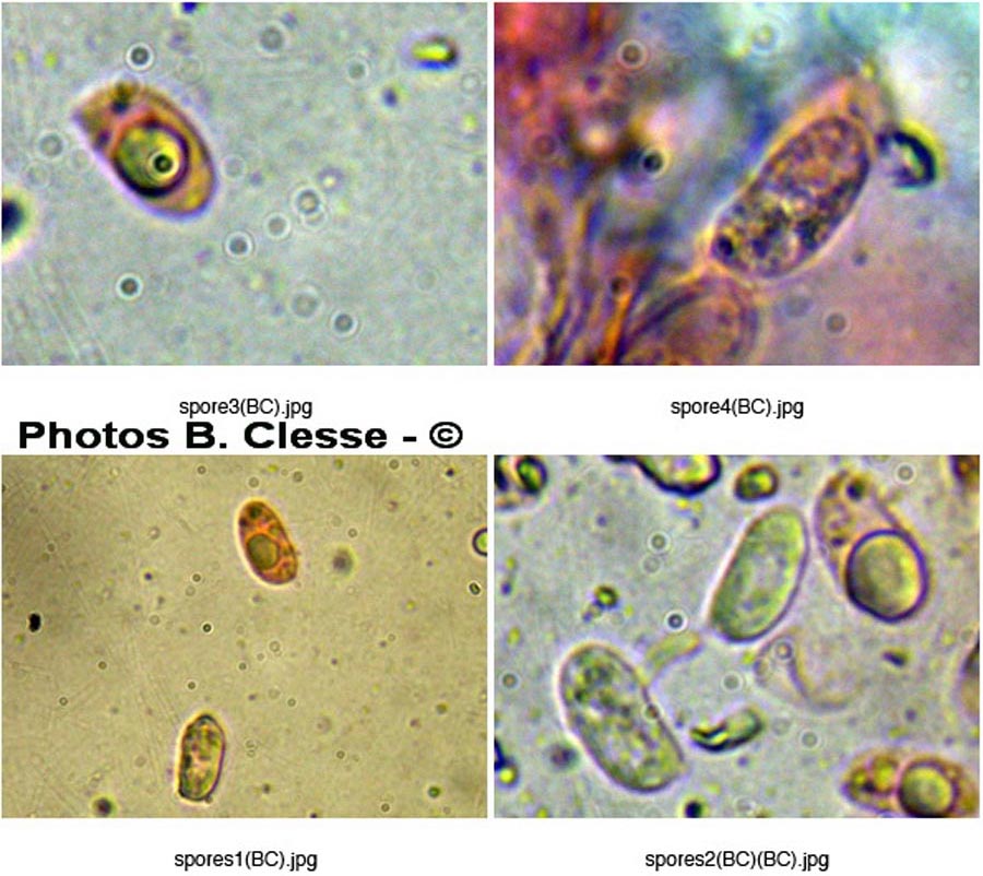 Merismodes anomala