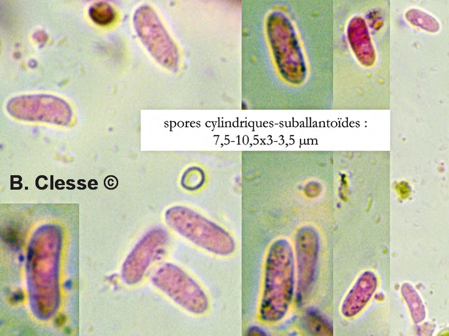 Merismodes confusa