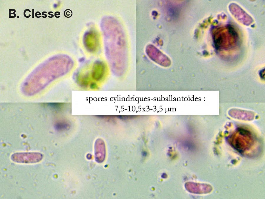 Merismodes confusa