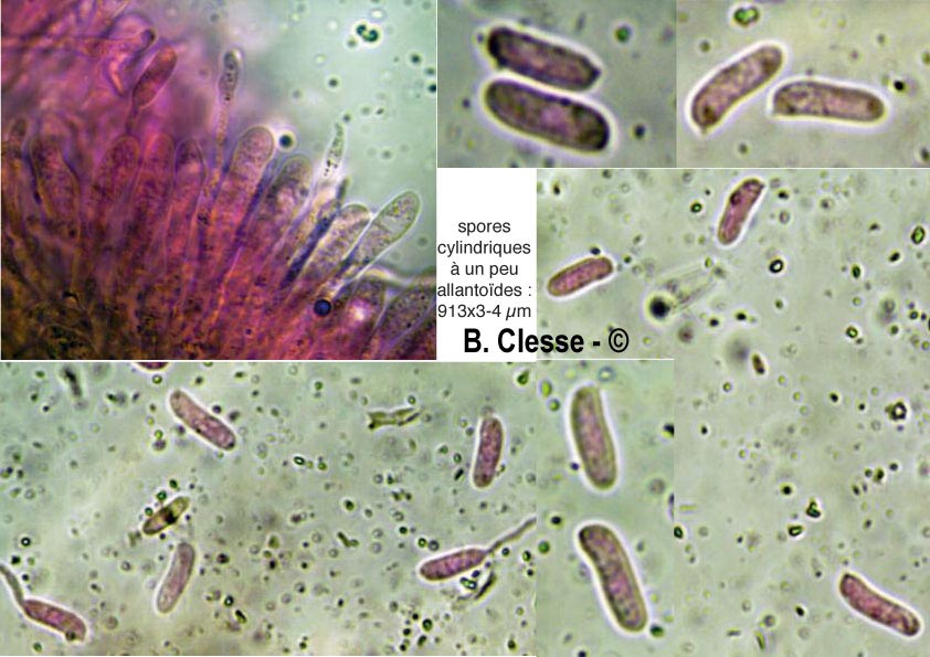 Merismodes fasciculata