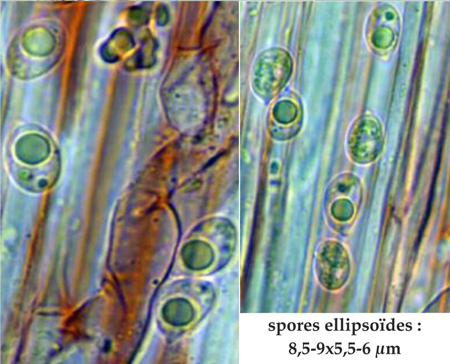 Mycena tenerrima (Mycena adscendens)